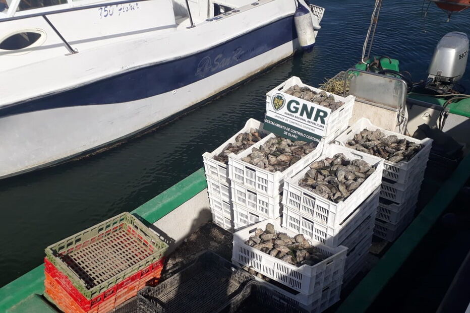 Meia tonelada de ostras apreendidas em Olhão por falta de registo