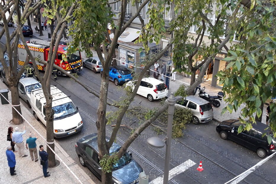 Árvore parte e tronco cai em rua de Lisboa