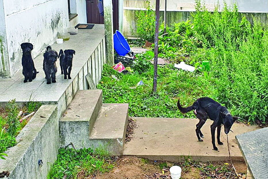 Cinco cães debilitados e com fome recolhidos em Santa Maria da Feira