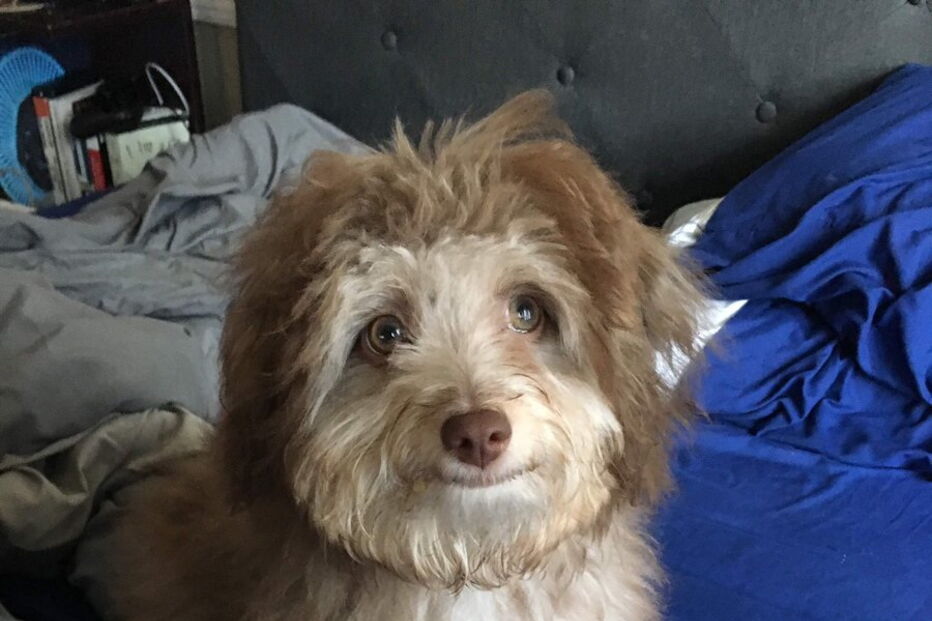 Cão com expressões humanas faz sucesso nas redes sociais