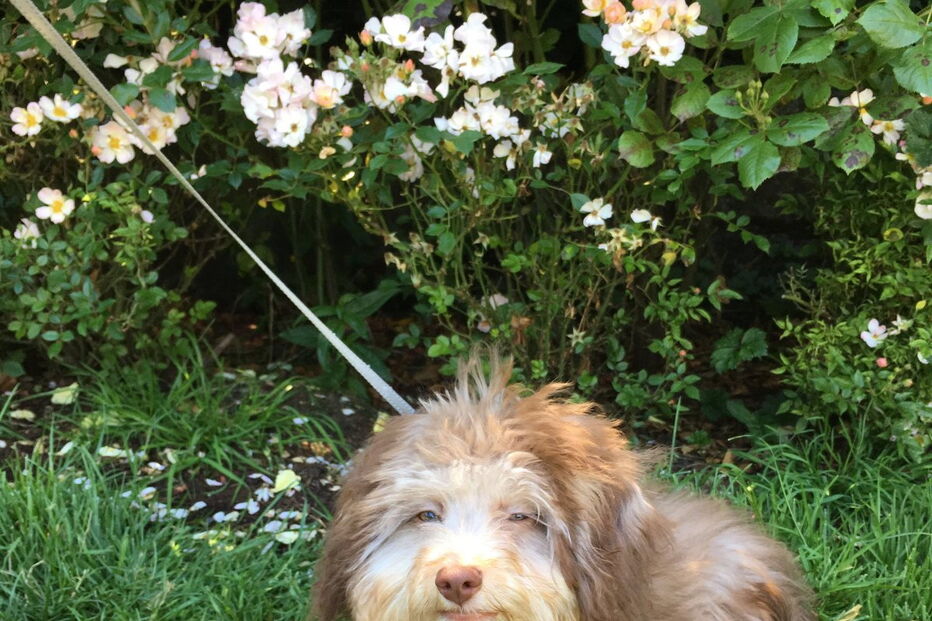 Cão com expressões humanas faz sucesso nas redes sociais