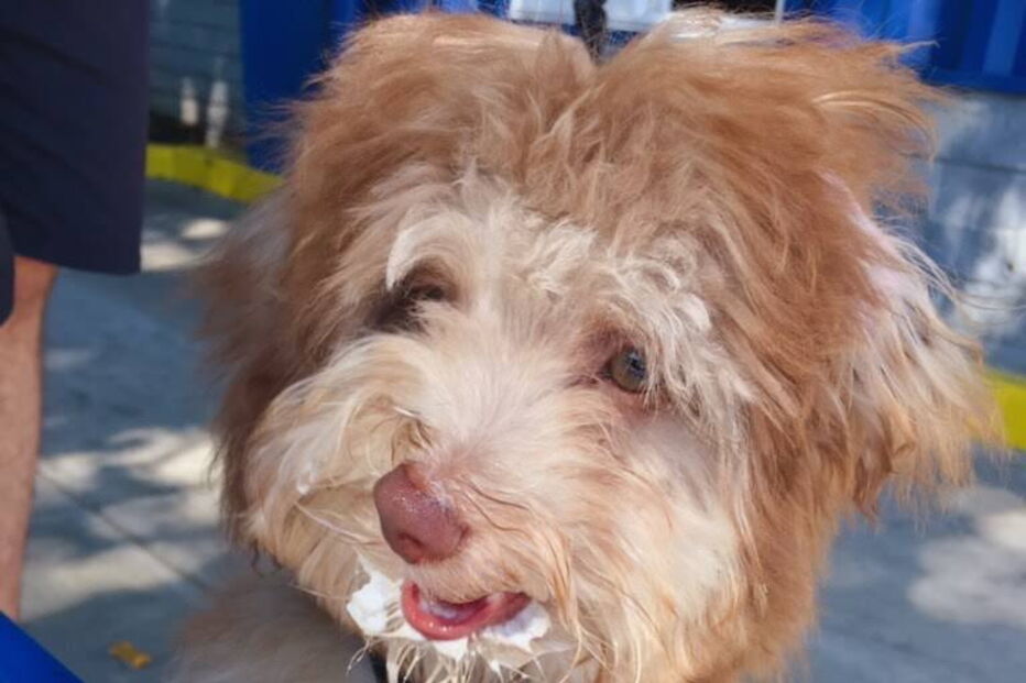 Cão com expressões humanas faz sucesso nas redes sociais