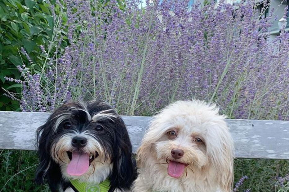 Cão com expressões humanas faz sucesso nas redes sociais