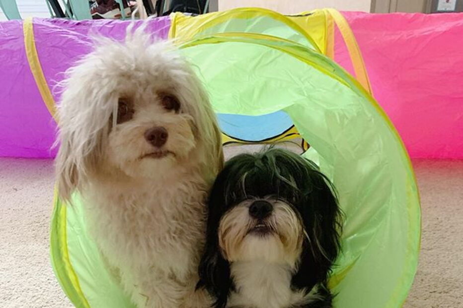 Cão com expressões humanas faz sucesso nas redes sociais