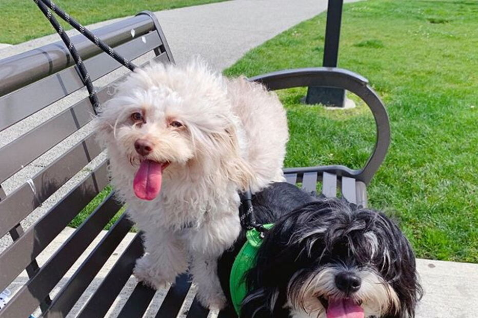 Cão com expressões humanas faz sucesso nas redes sociais