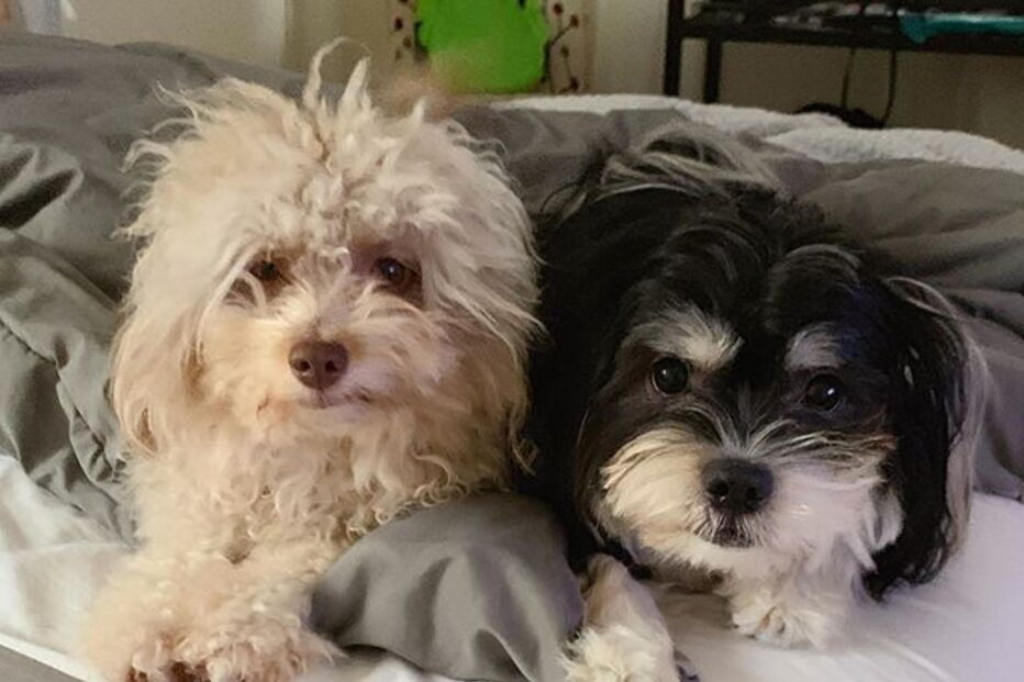 Cão com expressões humanas faz sucesso nas redes sociais