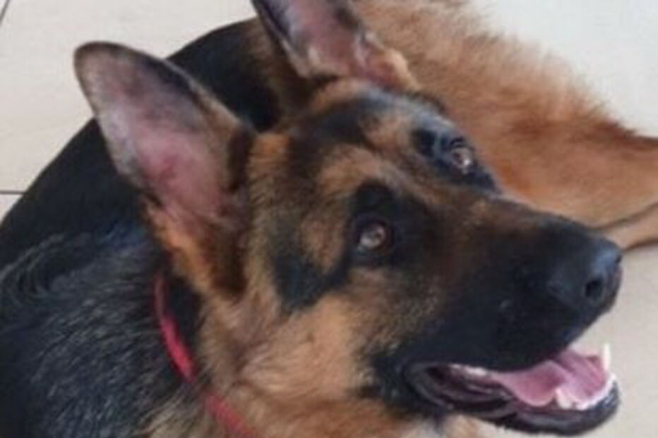 Homem deixa cão de 11 meses em agonia durante quatro horas mas juiz considera acidente