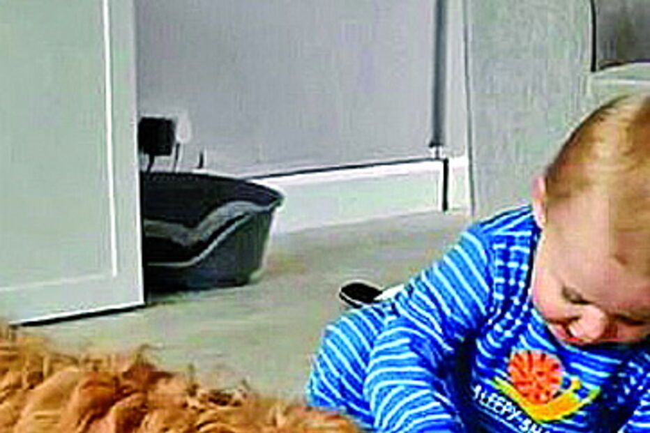 Cadela foge de brinquedo em forma de cão