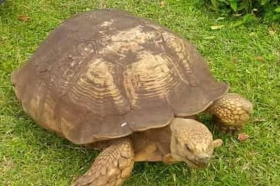 Tartaruga mais velha de África morre aos 344 anos