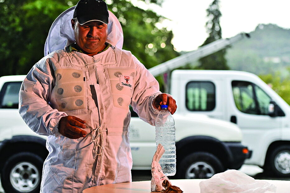 Apicultores recorrem a soluções caseiras para matar a vespa-asiática, que se alimenta de abelhas