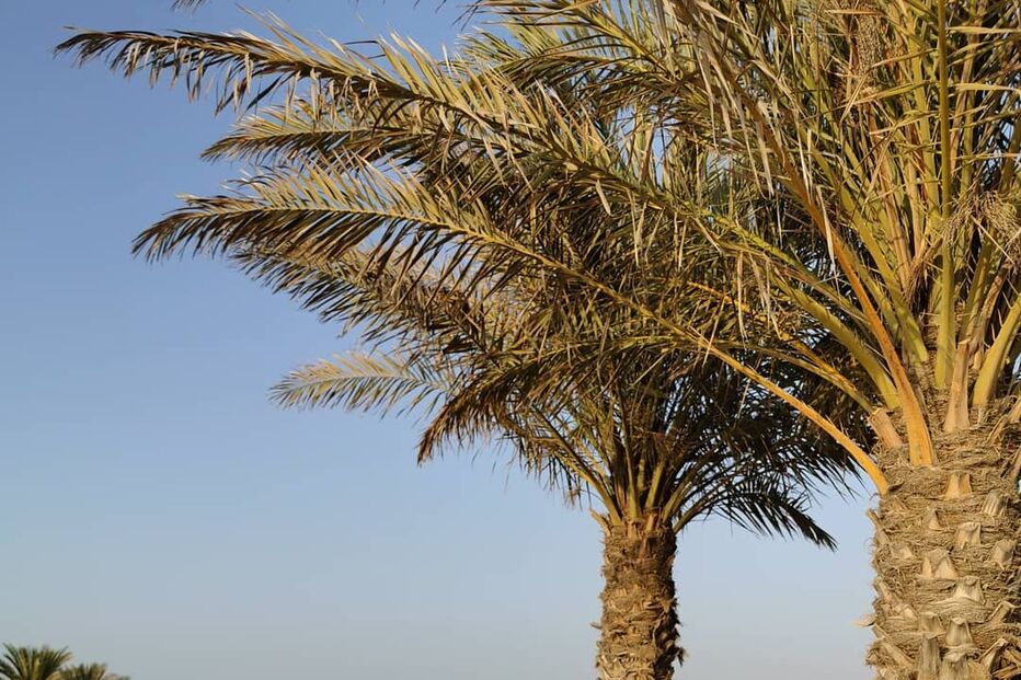 Cristina Ferreira no Dubai