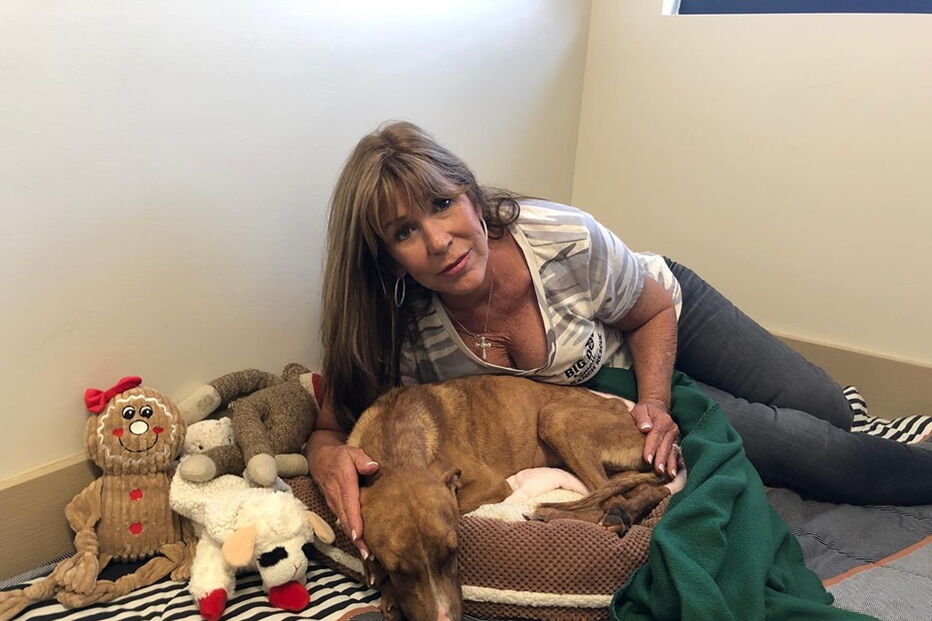 Associação de animais resgata cão preso nos escombros desde a passagem do Dorian 