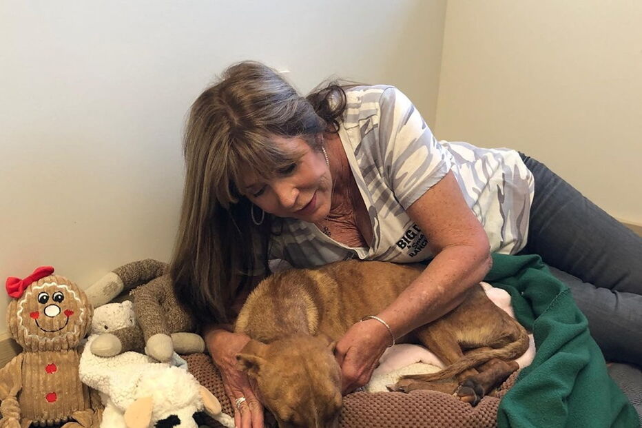 Associação de animais resgata cão preso nos escombros desde a passagem do Dorian 