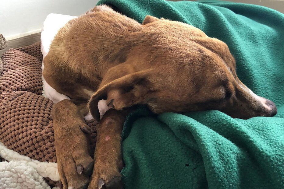 Associação de animais resgata cão preso nos escombros desde a passagem do Dorian 