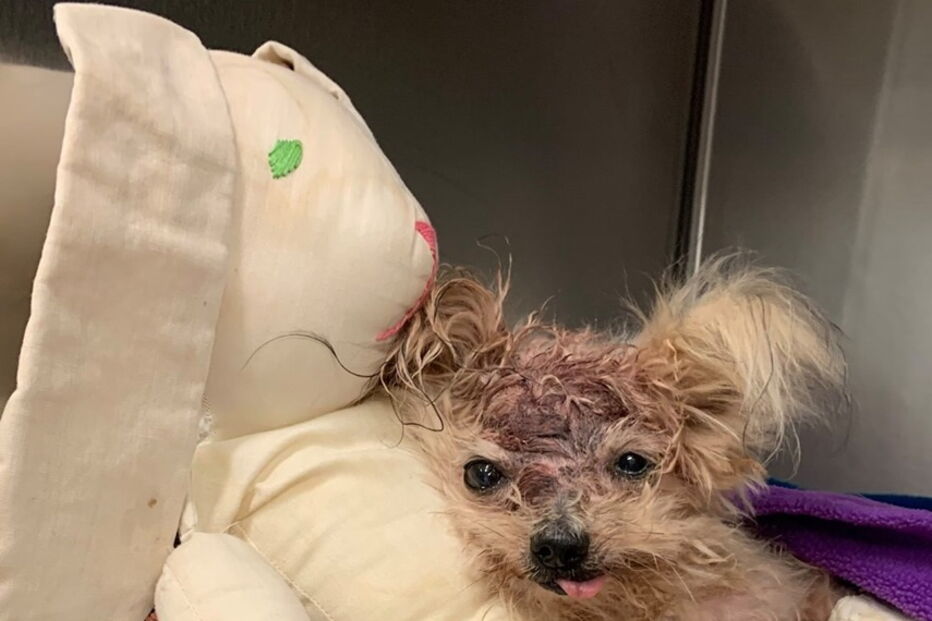 Cão morre depois de ser espancado e abandonado no lixo pelos donos