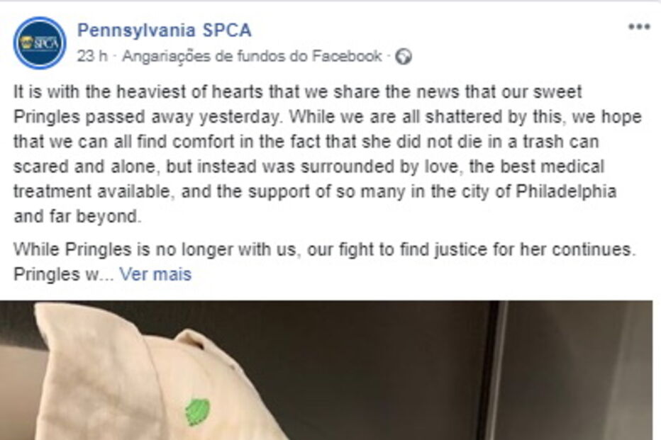 Cão morre depois de ser espancado e abandonado no lixo pelos donos