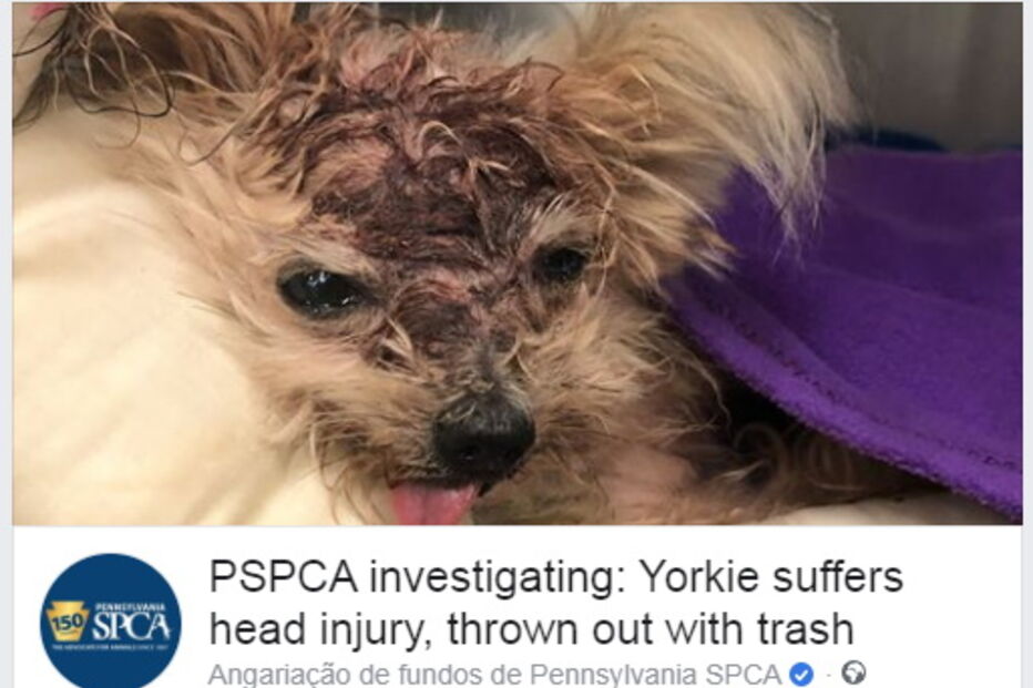 Cão morre depois de ser espancado e abandonado no lixo pelos donos