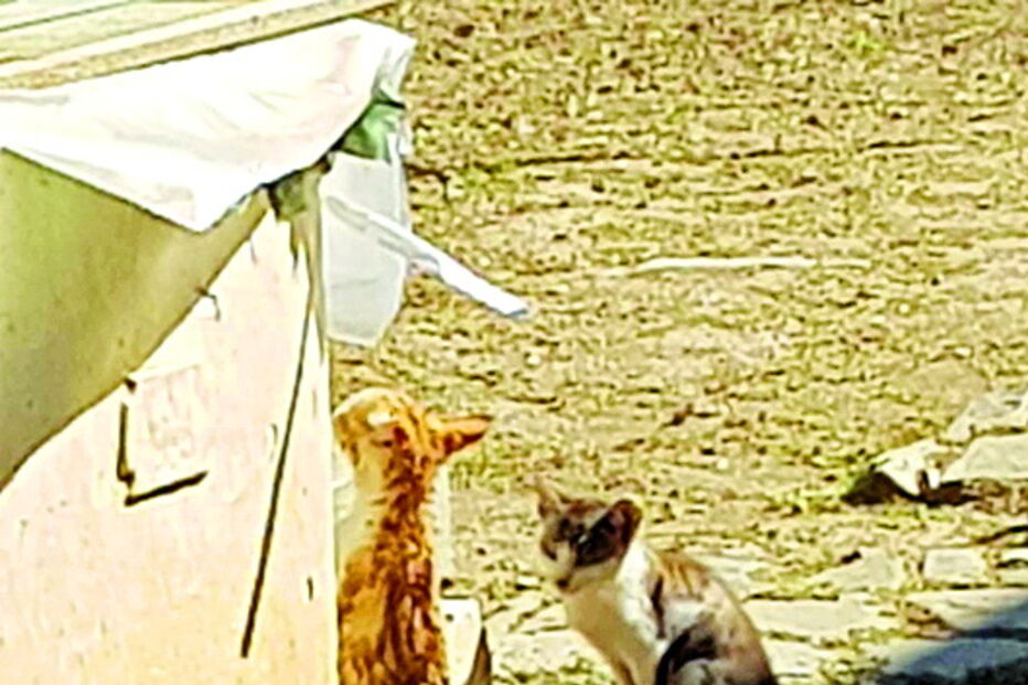 Gato resgatado em poço em São Marcos da Serra      