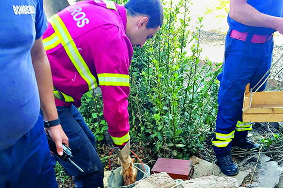 Gato resgatado em poço em São Marcos da Serra      