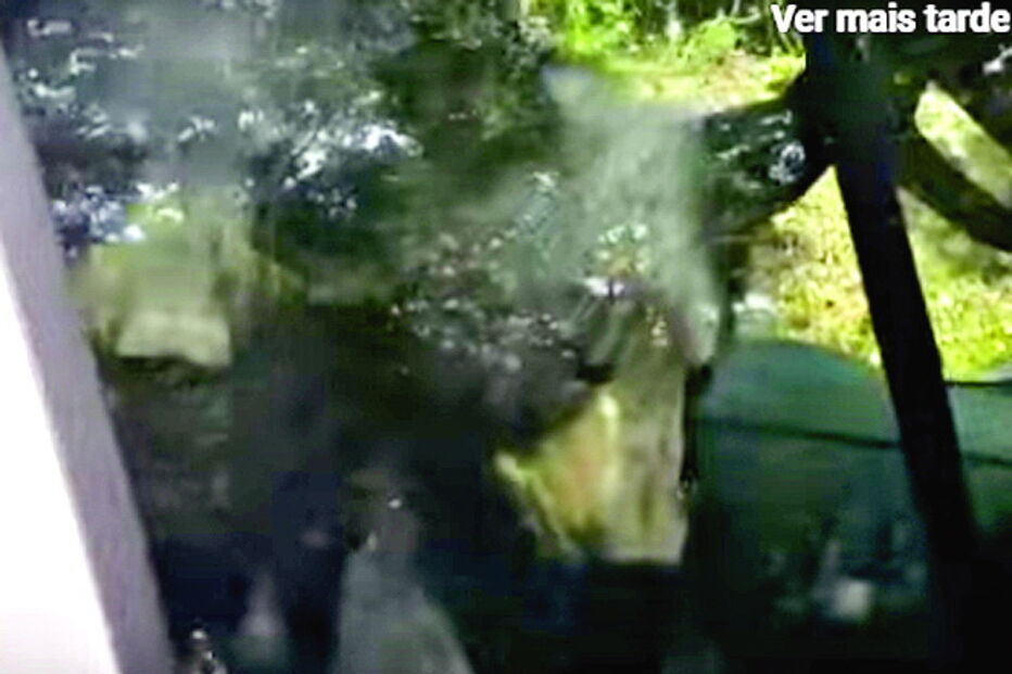 Ursos invadem carro e deixam condutor surpreendido