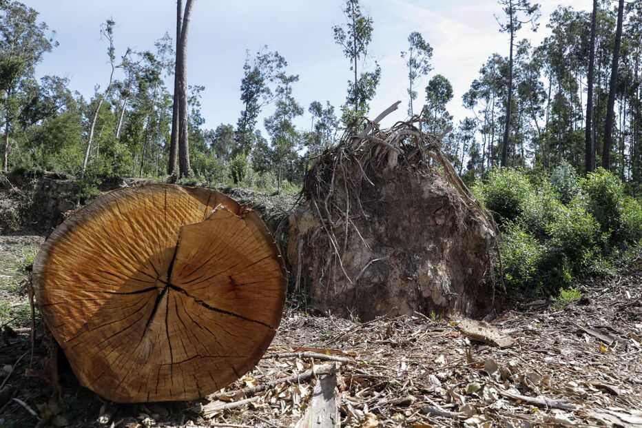 Prejuízos provocados na região Centro pela tempestade Leslie ainda são bem visíveis em alguns edifícios na Figueira da Foz