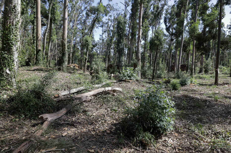 Prejuízos provocados na região Centro pela tempestade Leslie ainda são bem visíveis em alguns edifícios na Figueira da Foz