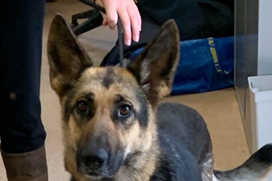 Cadela abandonada à chuva sem as crias recém-nascidas