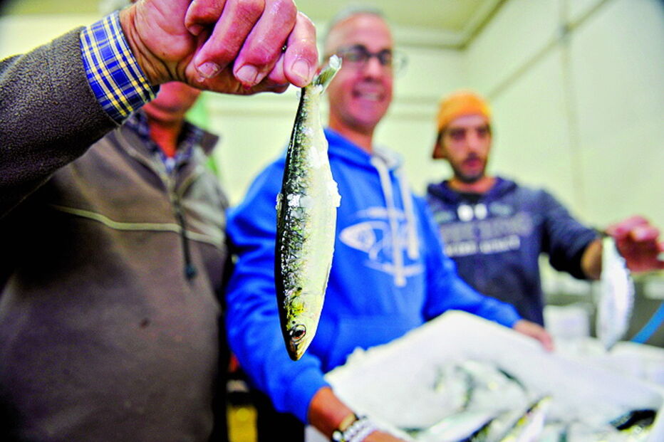 Últimas sardinhas apanhadas 