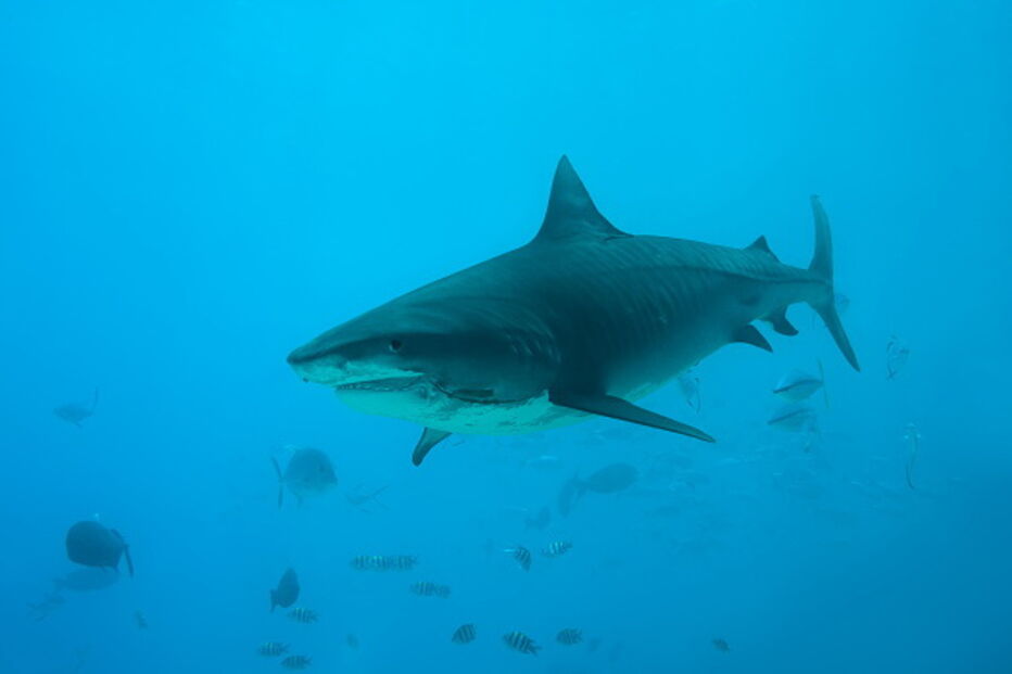 Tubarão-tigre