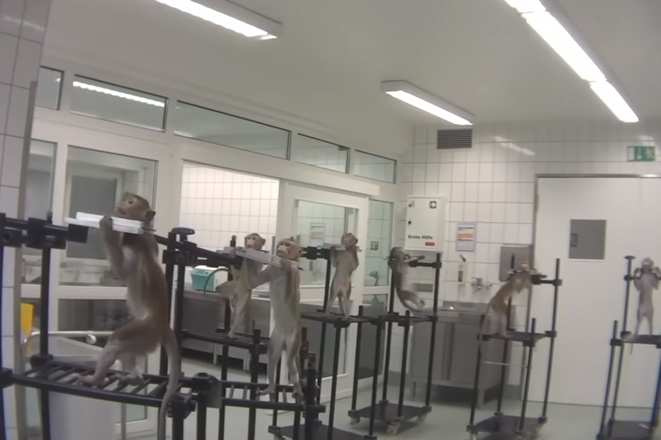 Macacos a gritar de dor e cães ensanguentados: as imagens perturbadoras de um laboratório de testes na Europa