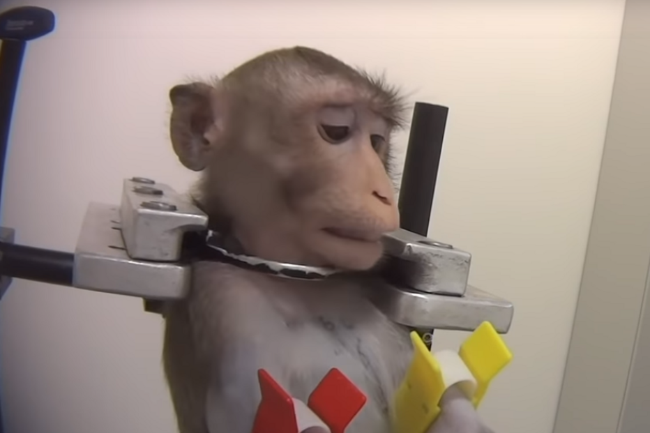 Macacos a gritar de dor e cães ensanguentados: as imagens perturbadoras de um laboratório de testes na Europa