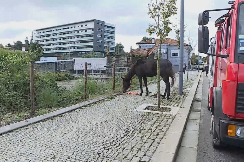 Pessoas retidas em centro comercial e cavalo salvo por populares. Chuva provoca o caos na Maia