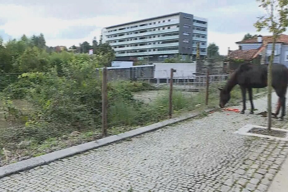 Pessoas retidas em centro comercial e cavalo salvo por populares na Maia