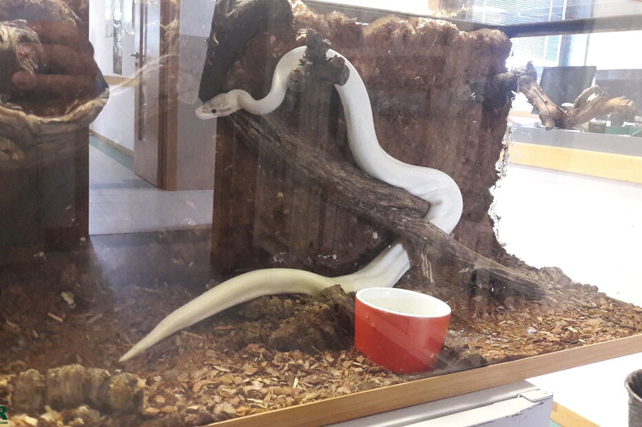 Criança mordida por cobra píton em Vila Verde