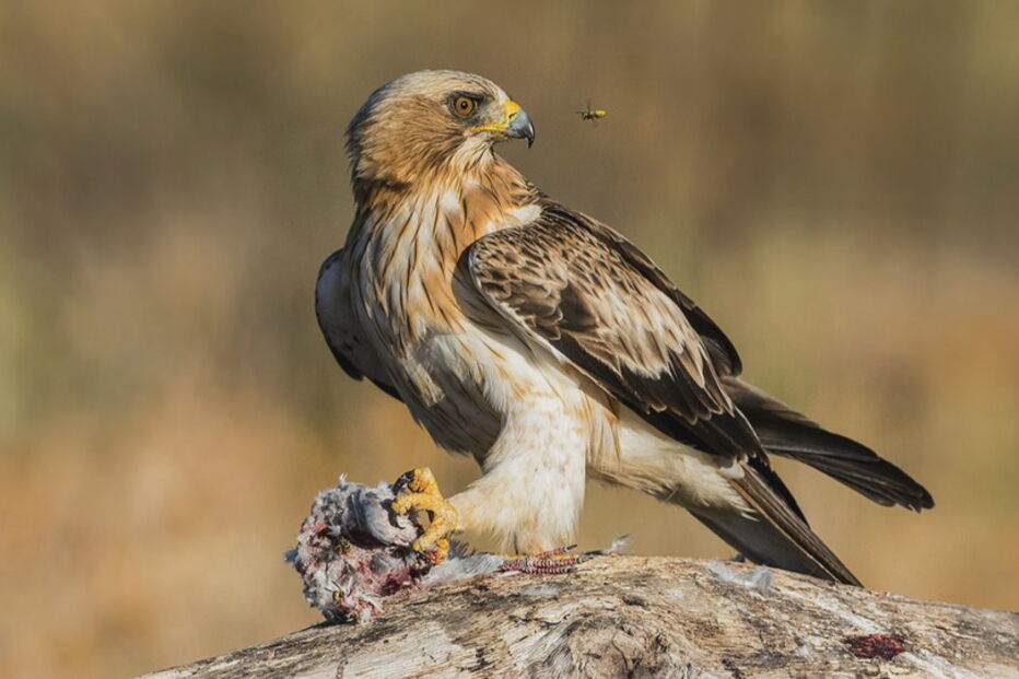 2019-10-20_14_43_53 Duas águias mortas a tiro de caçadeira desde o mês passado.jpg