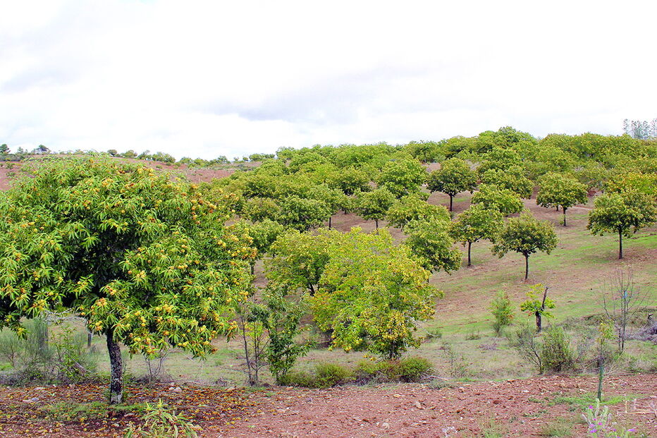 Castanheiros preenchem grande parte da paisagem natural de Vinhais