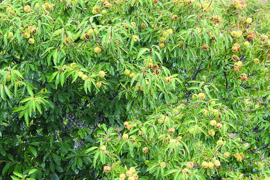 Produção é idêntica à de 2018 