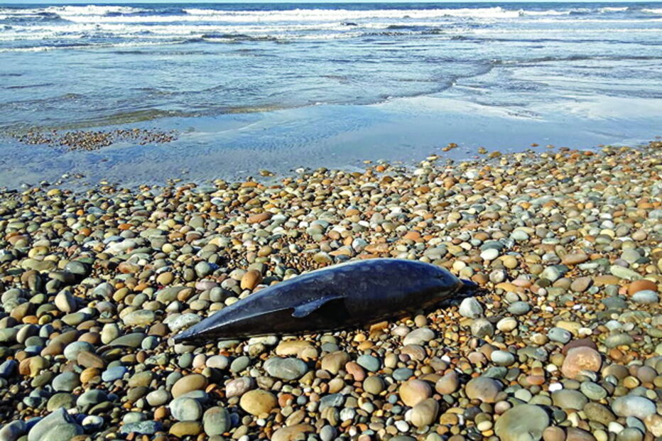 Golfinho dá à costa na praia de Belinho em Esposende