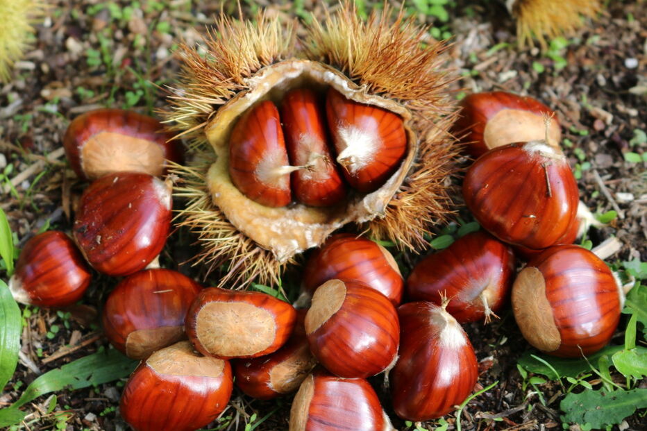Castanhas