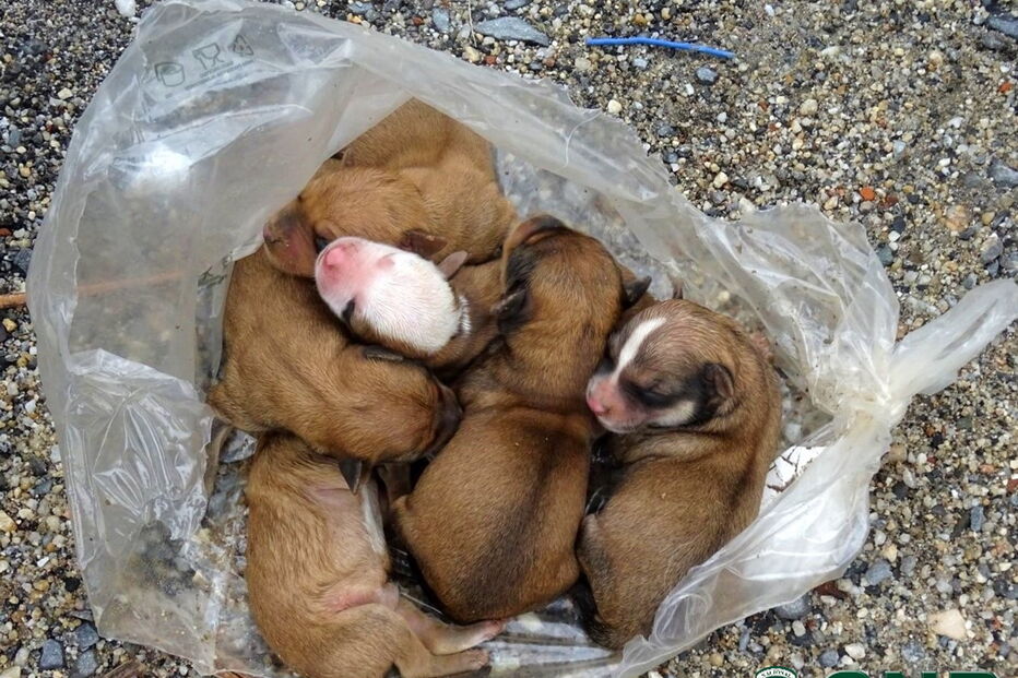 Cinco cães recém-nascidos abandonados num caixote do lixo