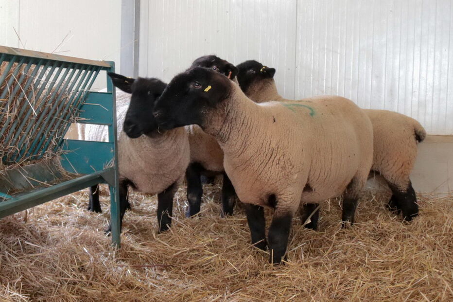 Casal aposta na criação de ovelhas ‘Choné’ na região do Algarve