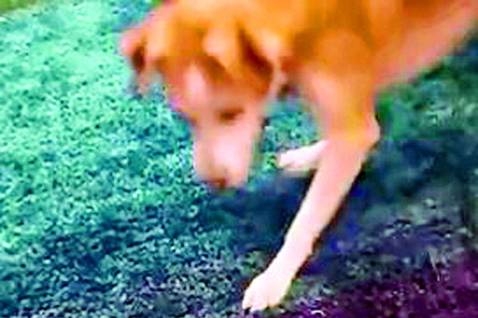 Amizade improvável entre uma tartaruga e uma cadela