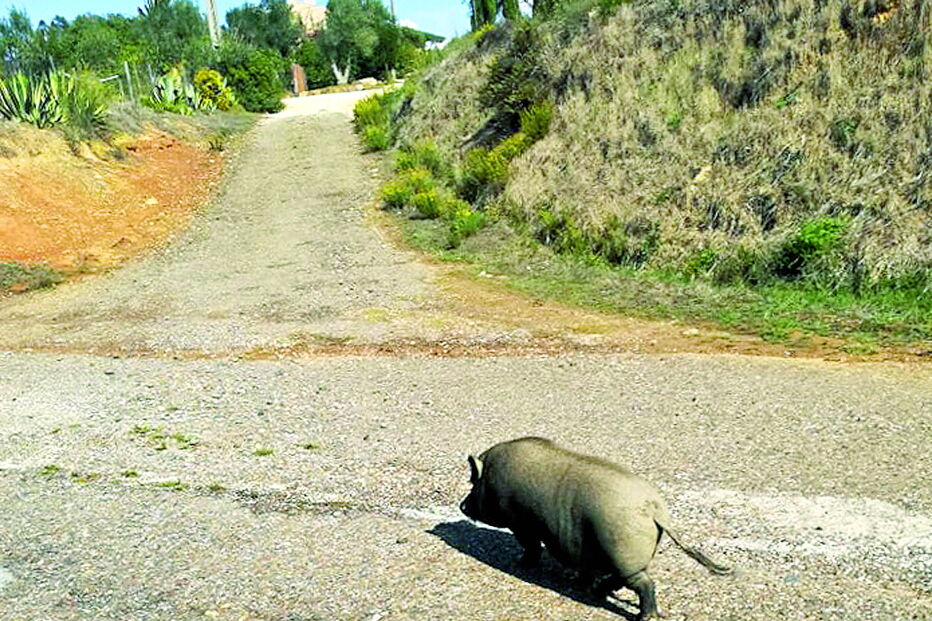 Javali avistado na semana passada na estrada que liga a vila de Aljezur à praia da Amoreira  