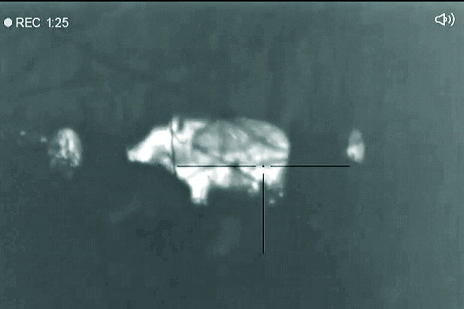 Javalis junto à vila durante a noite