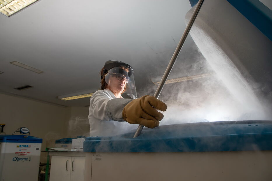 Células gerreiras são esperança para o cancro