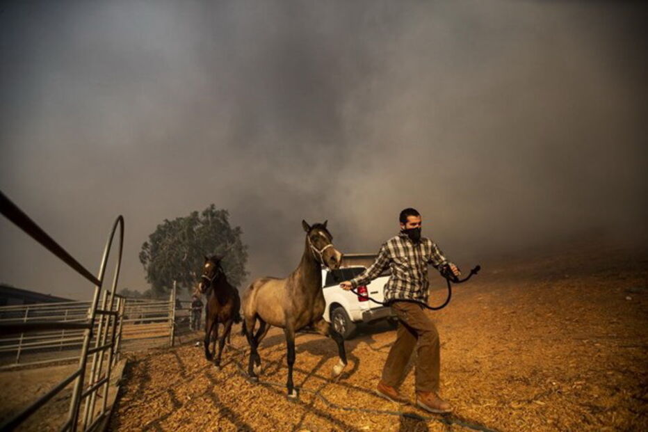 Cavalo a salvo volta para trás para resgatar outros em fogo na Califórnia
