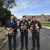 PSP resgata seis cães bebés abandonados numa vala em Carcavelos