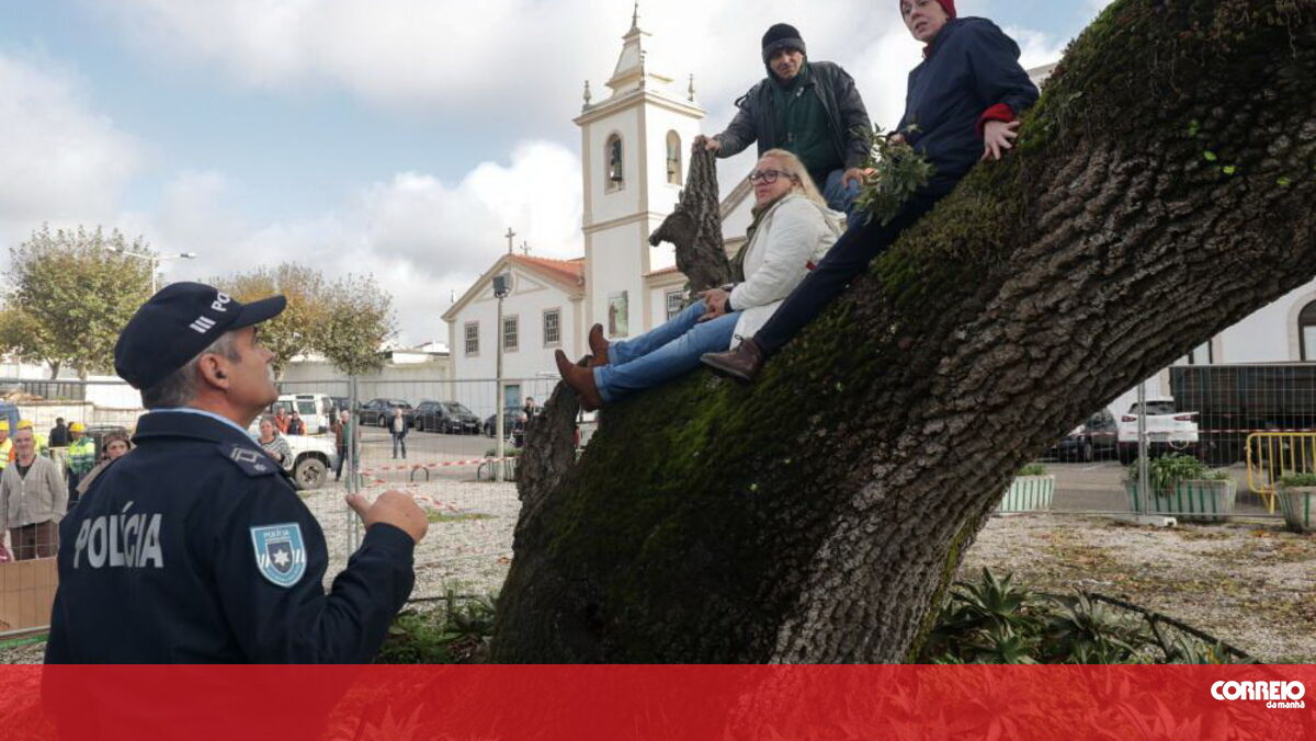 Manifestantes sobem a árvore para impedir abate na Figueira da Foz - Correio da Manhã