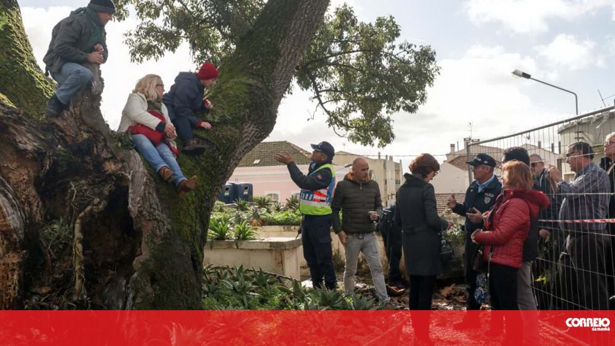 "A árvore ganhou este dia": Manifestantes impedem abate na Figueira da Foz após dez horas de protesto - Correio da Manhã