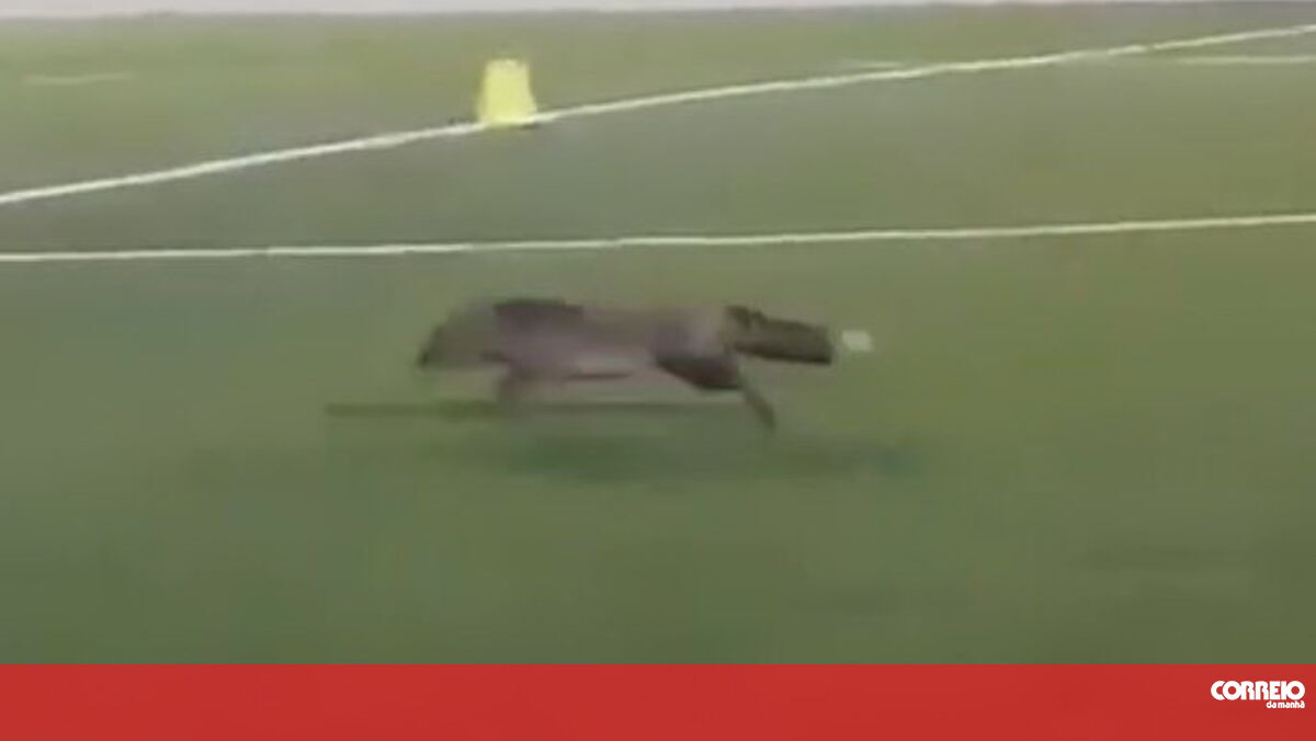 Raposa invade estádio e surpreende ao querer 'jogar' em Viana do Castelo - Correio da Manhã